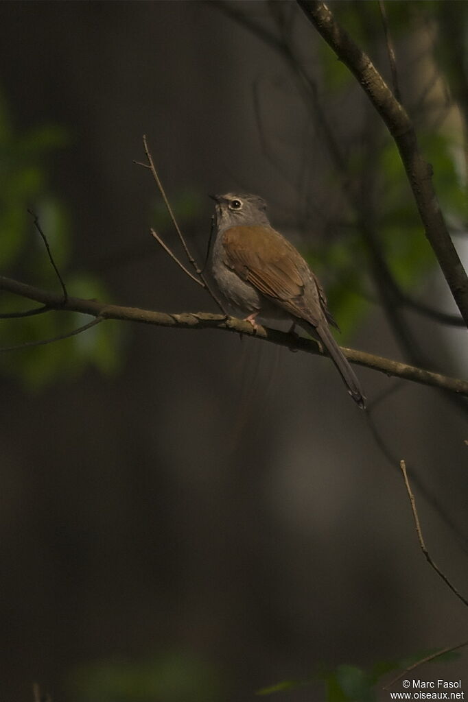 Brown-backed Solitaireadult breeding, identification