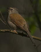 Brown-backed Solitaire