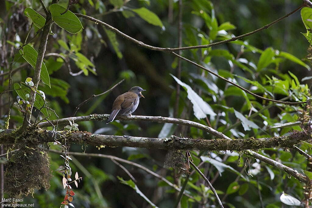 Andean Solitaireadult, identification, song