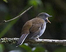 Andean Solitaire