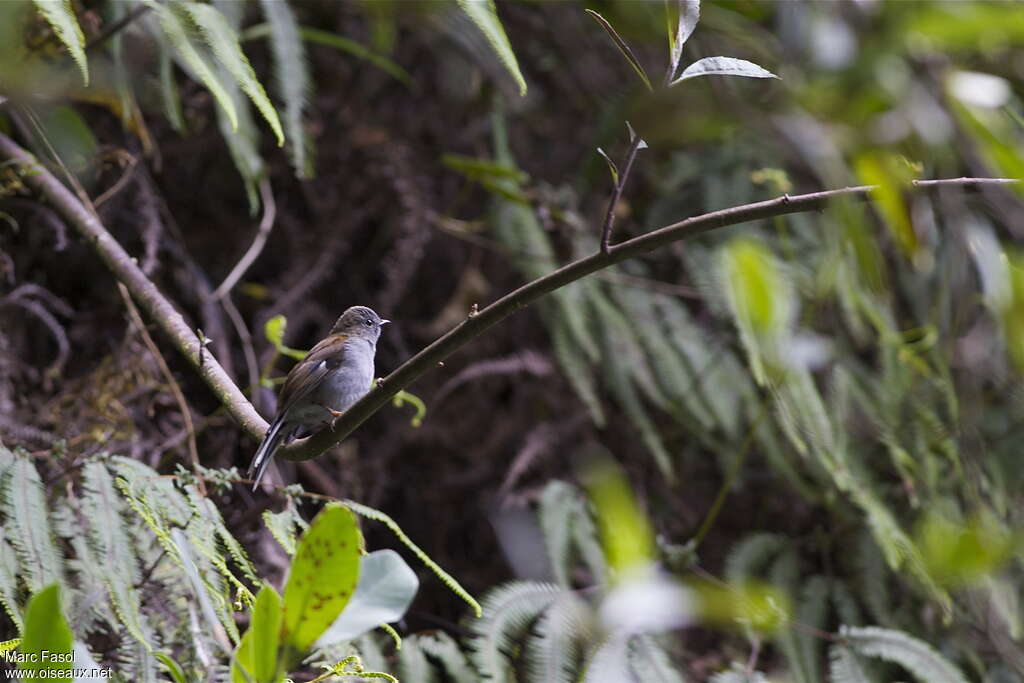 Andean Solitaireadult, habitat