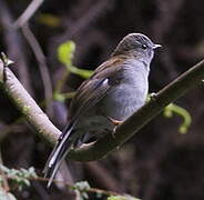 Andean Solitaire