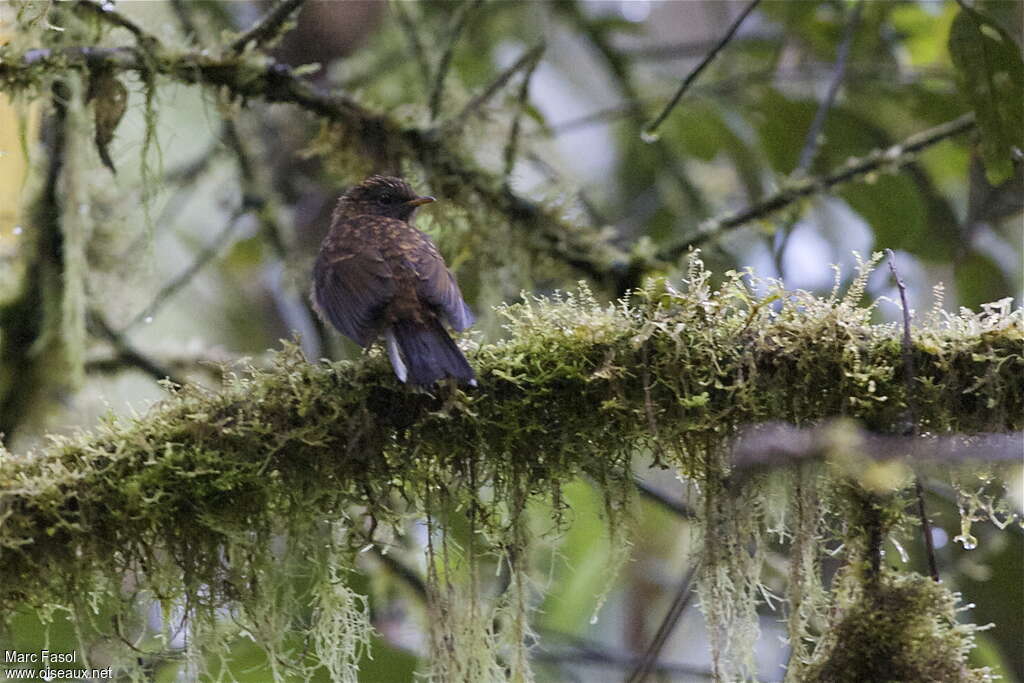 Solitaire des Andesjuvénile, identification