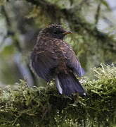 Andean Solitaire