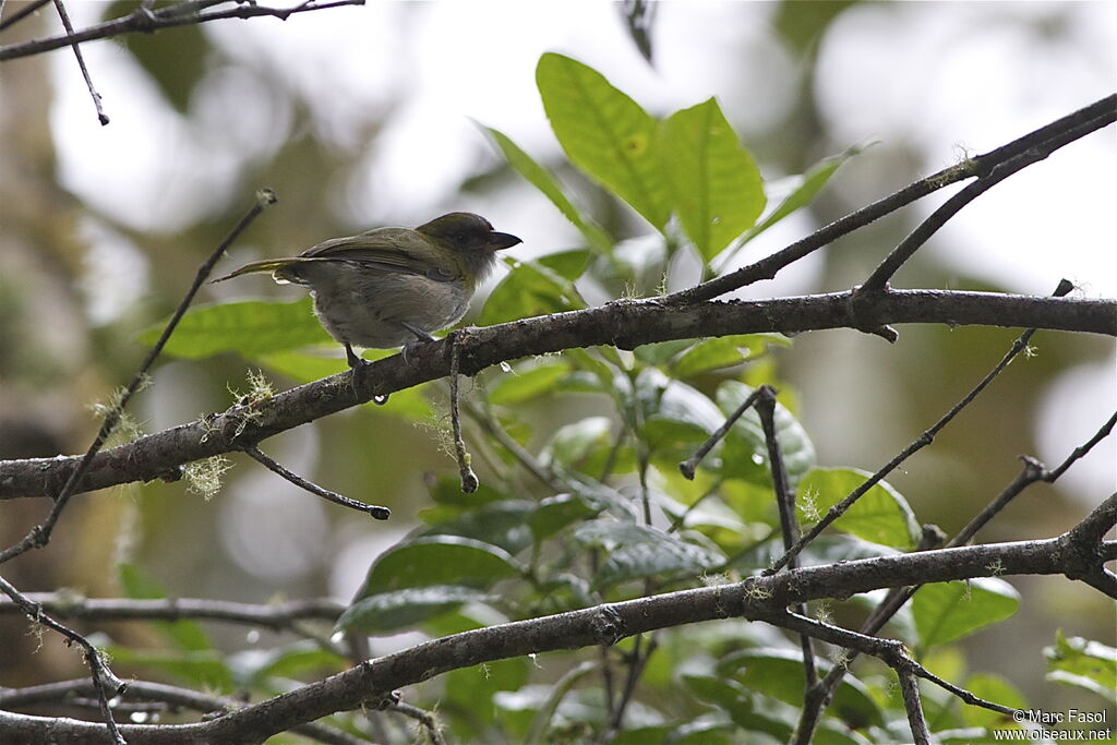 Black-billed Peppershrikeadult, identification