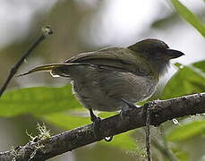 Black-billed Peppershrike