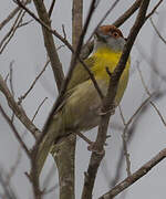 Rufous-browed Peppershrike