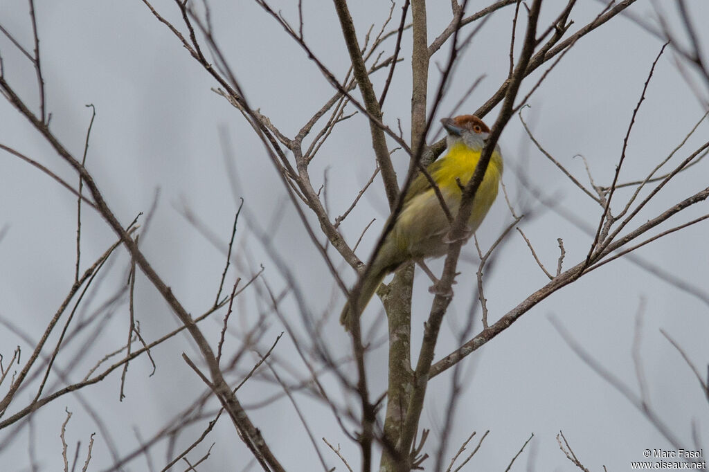 Sourciroux mélodieuxadulte, identification