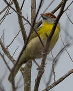 Rufous-browed Peppershrike