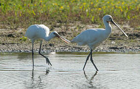 Eurasian Spoonbill