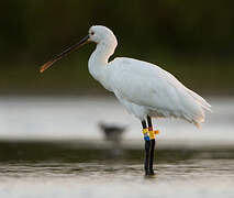 Eurasian Spoonbill