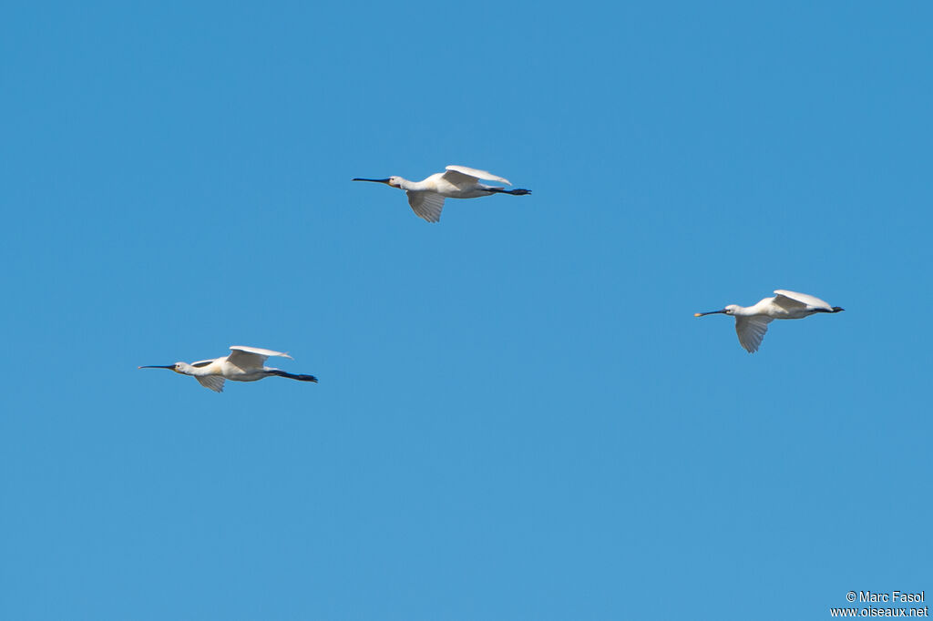 Eurasian Spoonbilladult, Flight