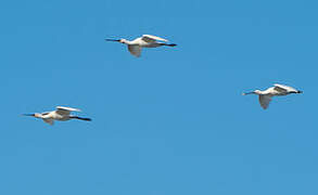 Eurasian Spoonbill