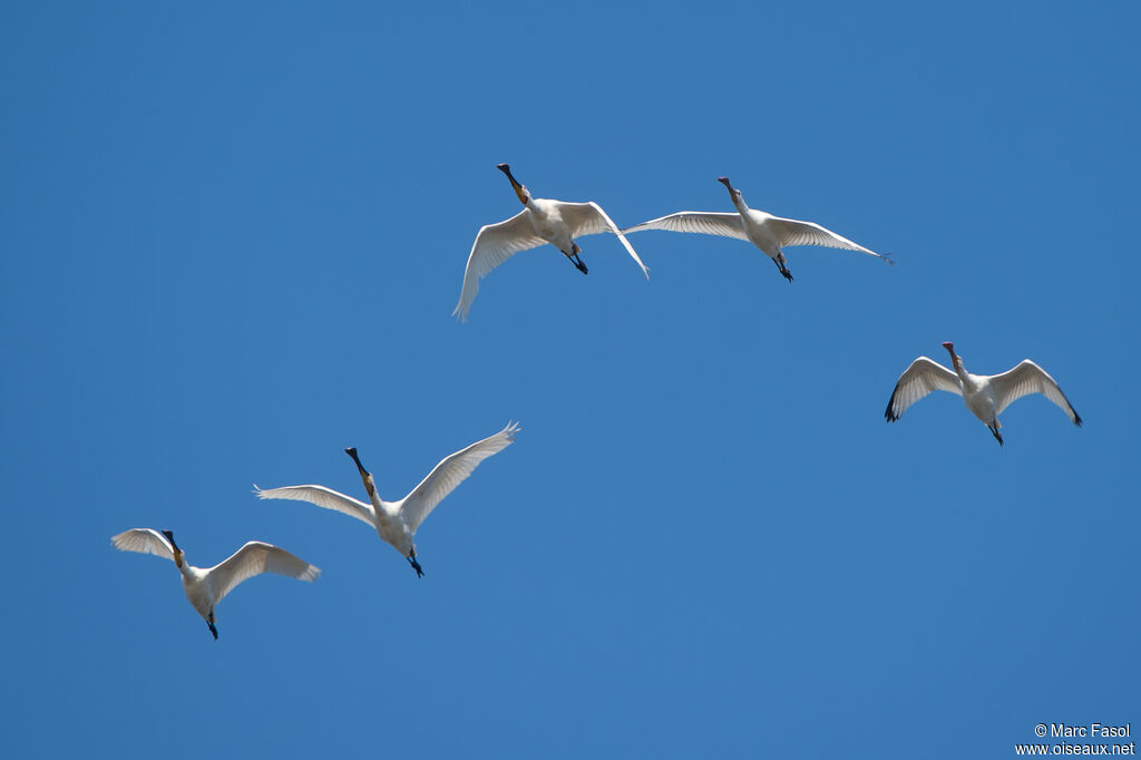 Eurasian Spoonbill, Flight