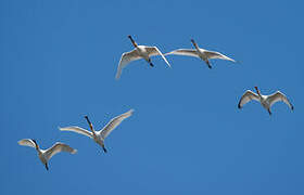 Eurasian Spoonbill