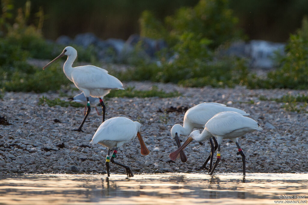 Eurasian Spoonbill