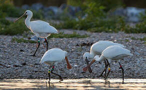 Eurasian Spoonbill