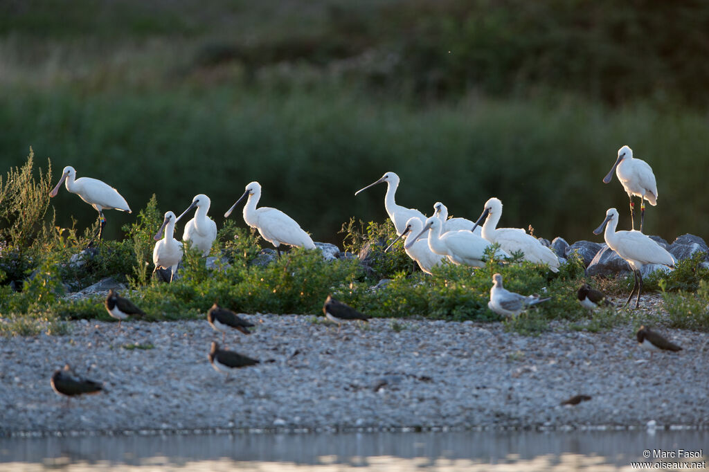 Eurasian Spoonbill