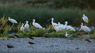 Eurasian Spoonbill