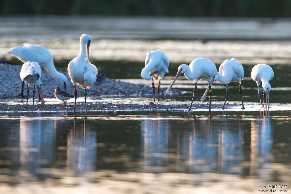 Eurasian Spoonbill