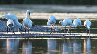 Eurasian Spoonbill