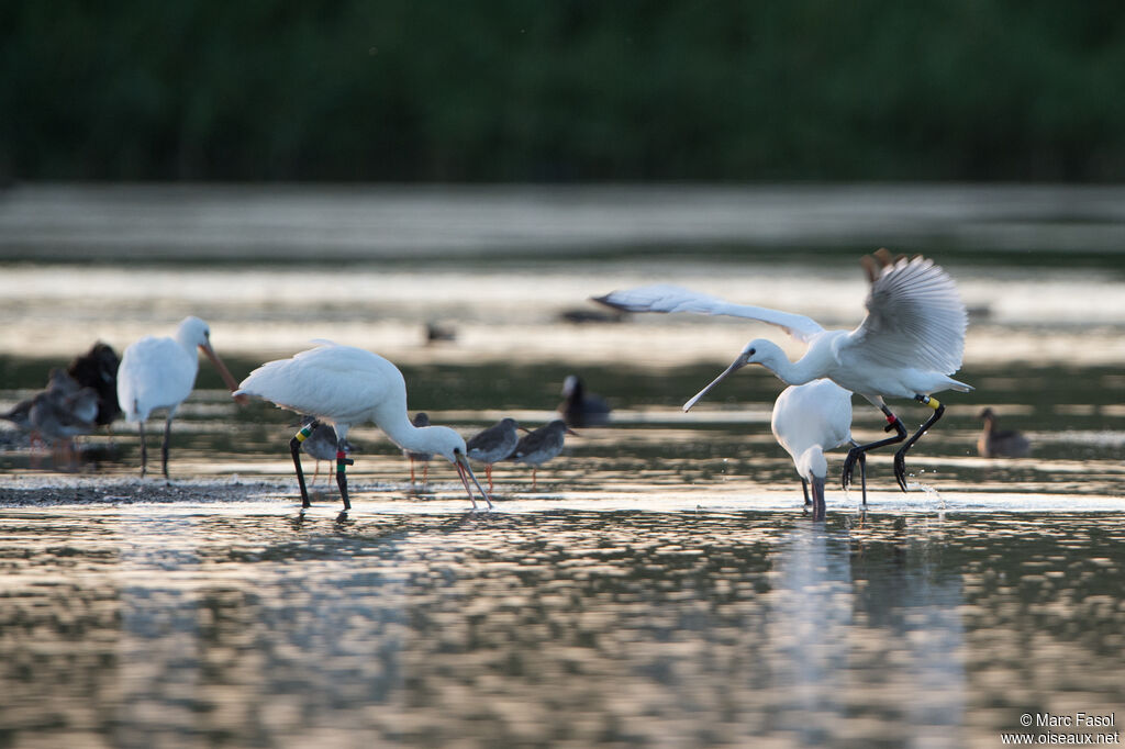 Eurasian Spoonbill