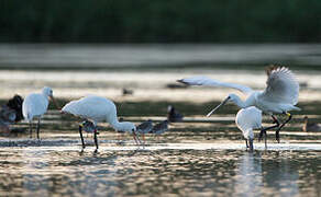 Eurasian Spoonbill