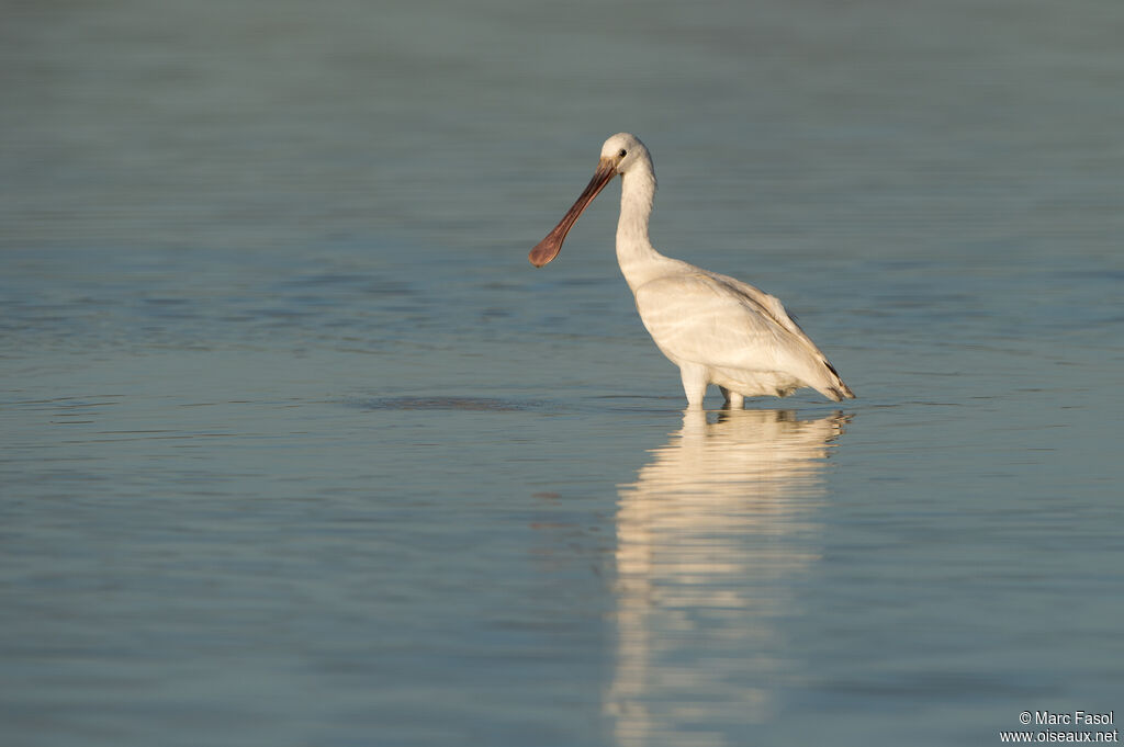 Spatule blanche1ère année, identification, pêche/chasse