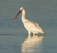 Eurasian Spoonbill