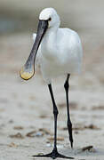 Eurasian Spoonbill