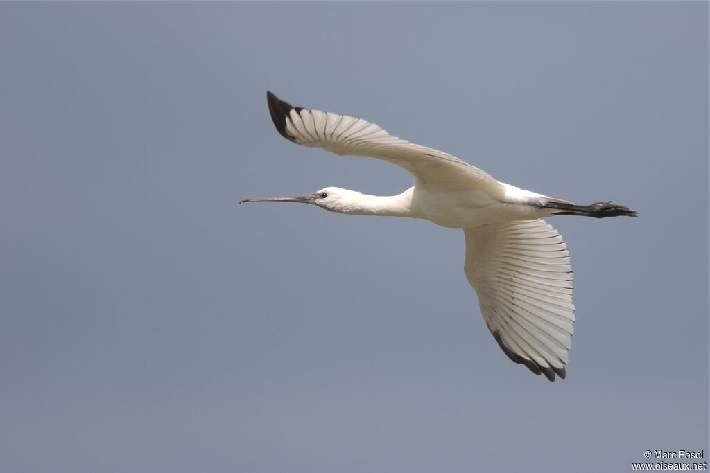 Eurasian SpoonbillFirst year, identification