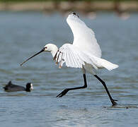 Eurasian Spoonbill