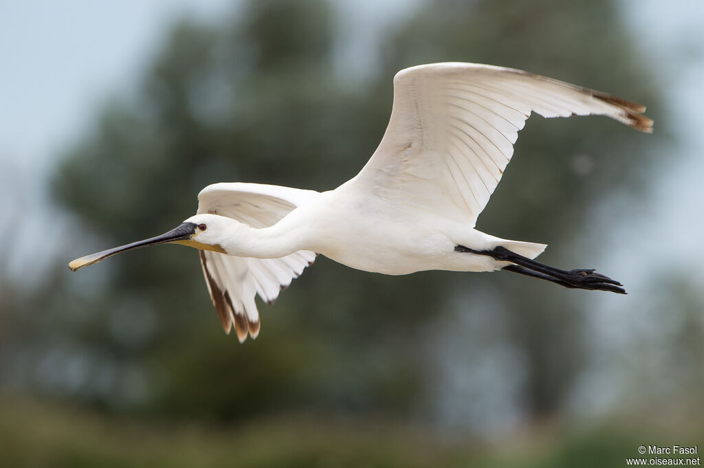 Eurasian Spoonbilladult post breeding, Flight