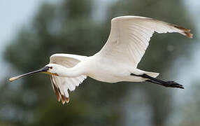 Eurasian Spoonbill