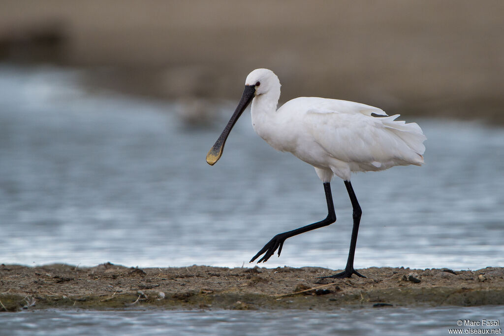 Eurasian Spoonbilladult post breeding, walking