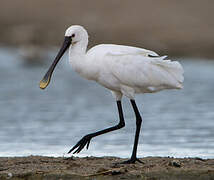 Eurasian Spoonbill