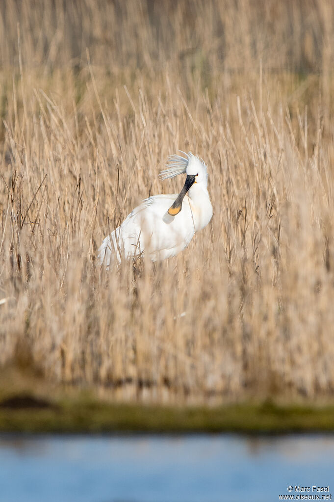 Eurasian Spoonbilladult breeding, identification