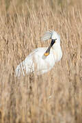 Eurasian Spoonbill