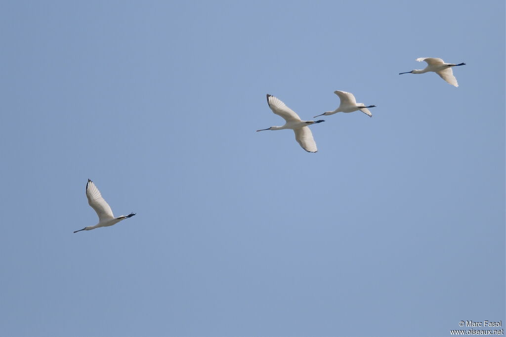 Eurasian Spoonbill, Flight