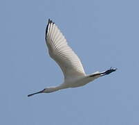 Eurasian Spoonbill