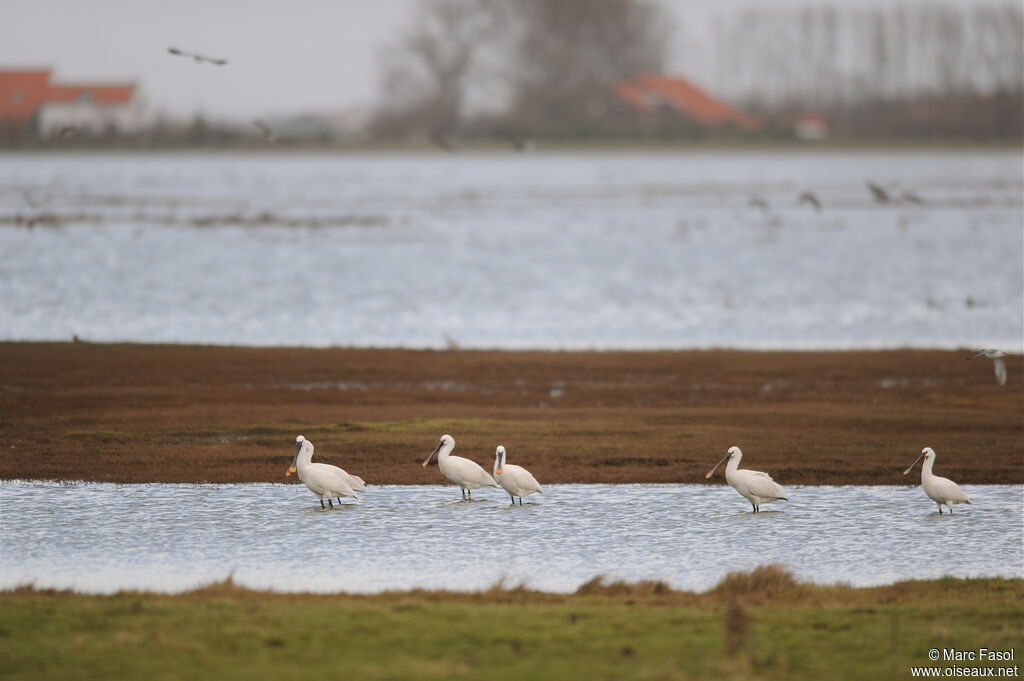 Eurasian Spoonbill, identification, feeding habits