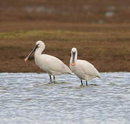 Eurasian Spoonbill