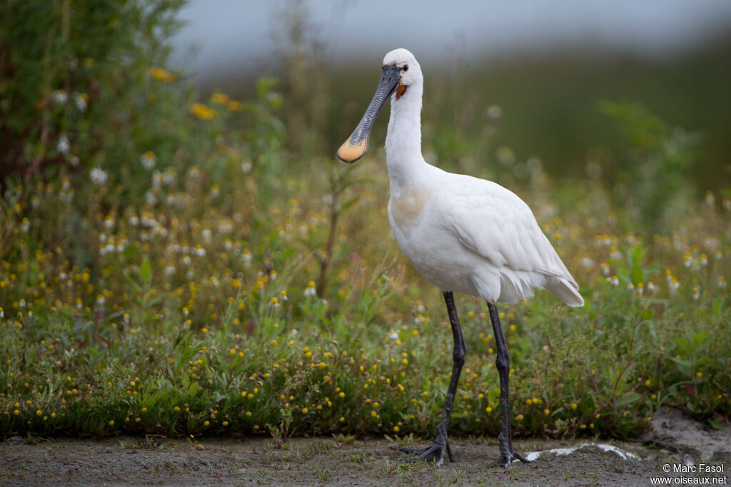 Eurasian Spoonbilladult post breeding, identification