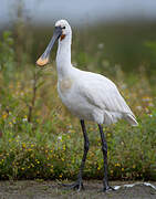 Eurasian Spoonbill