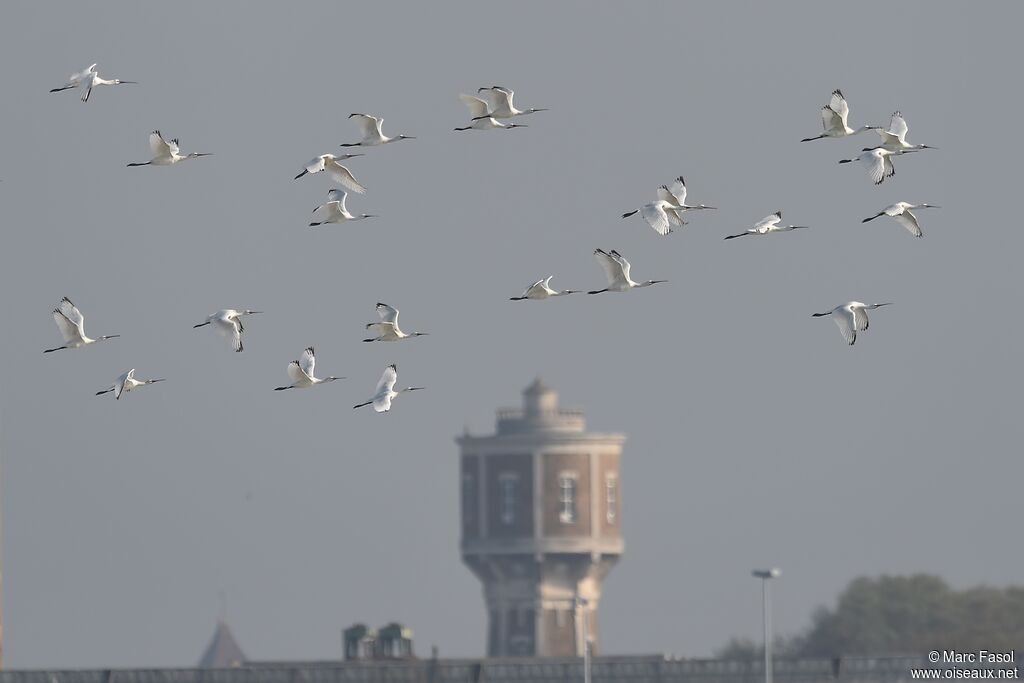 Eurasian Spoonbill, Flight