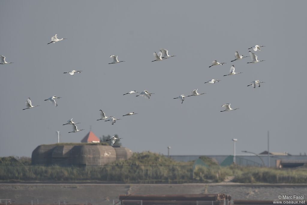 Eurasian Spoonbill, Flight