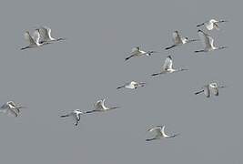 Eurasian Spoonbill