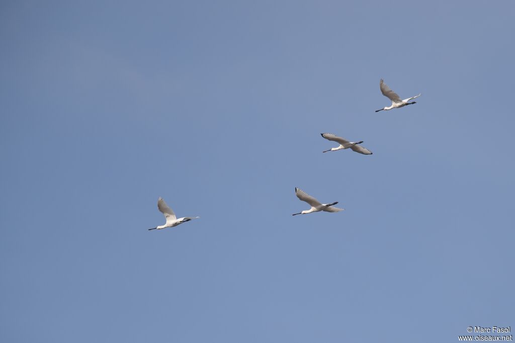 Eurasian Spoonbill, Flight