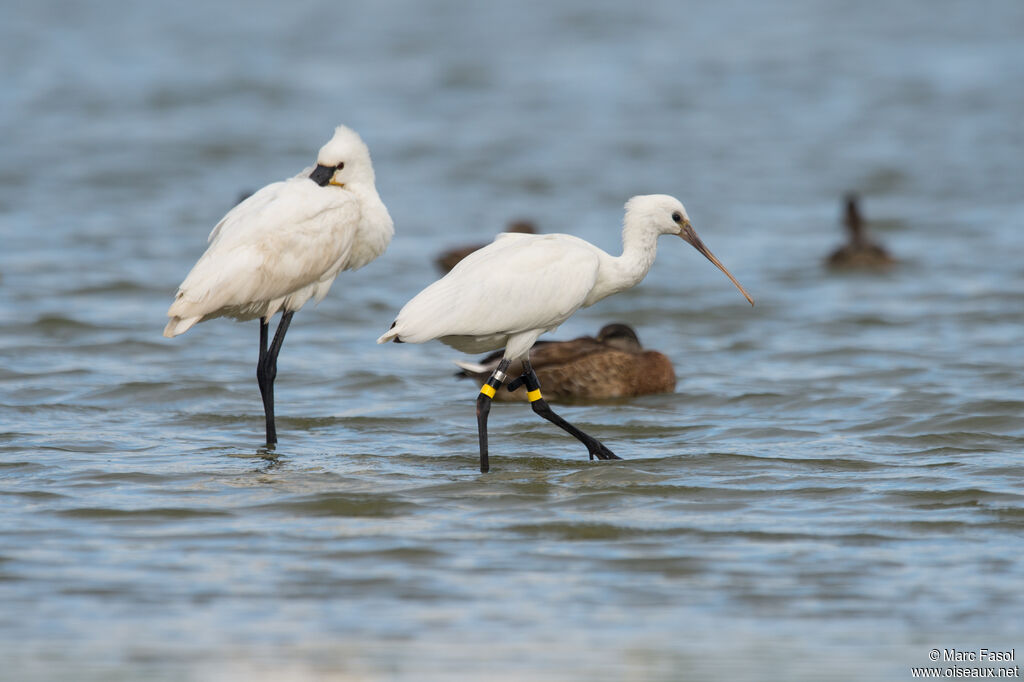 Eurasian Spoonbill