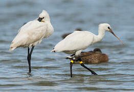 Eurasian Spoonbill